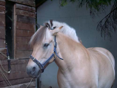 timo