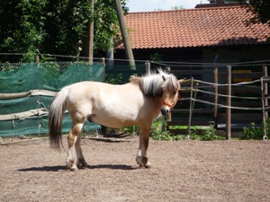Timo